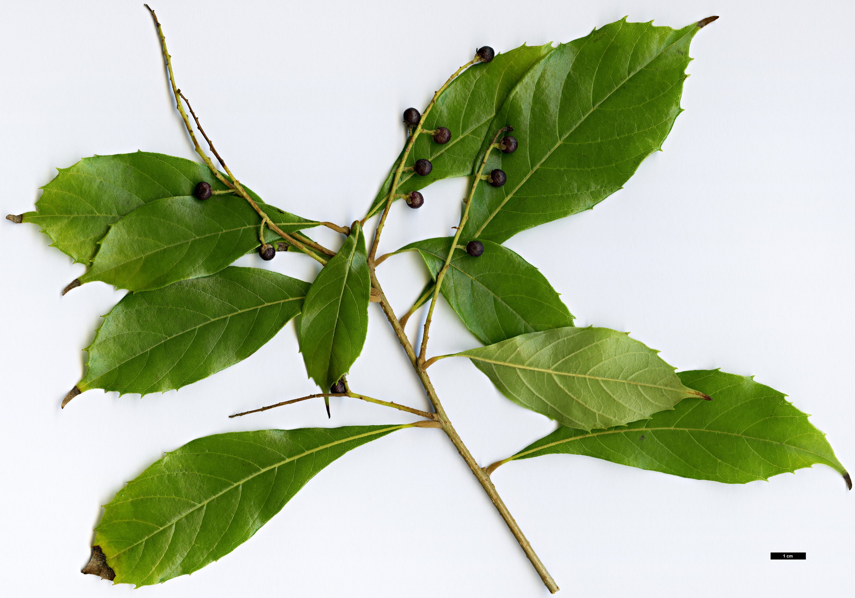 High resolution image: Family: Sabiaceae - Genus: Meliosma - Taxon: yunnanensis